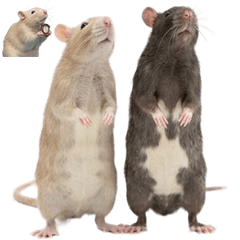 ファンシーラット　実写２