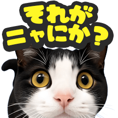猫のかわいいドアップ