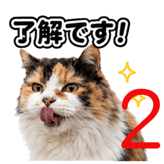 リアルもじゃもじゃねこの日常2