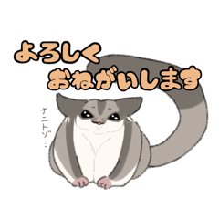 フクロモモンガ ノーマル