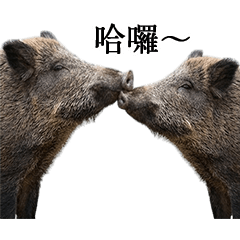 ずっと使えるイノシシ（台湾華語）