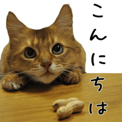 猫ソマリの日常