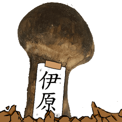 松茸研究家伊原さんのマツタケ