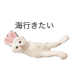 ねこねこしいねこ