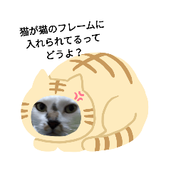 猫のジョナサンですが、何か？
パート2