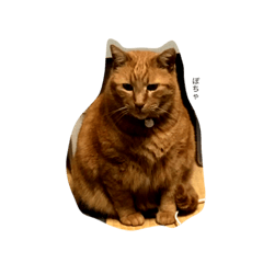 はじめまして、みーです。