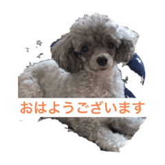 シルバーのトイプードルくぅちゃん