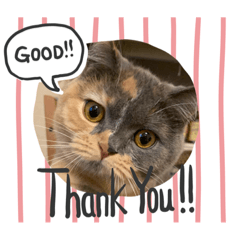 わがままくーにゃん