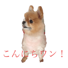 ポメの日常1