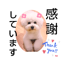 かわいいビションフリーゼ。サランとポエム