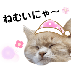 豆太とマフィンの日常