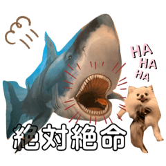 ポメチワふうた 2