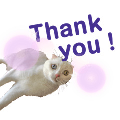 白猫のんびりライフにゃ