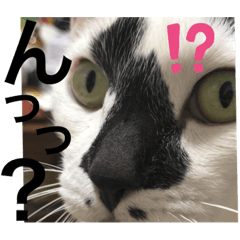 土田ドアラくんと岡野グッチくん