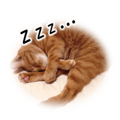 まるちゃんと猫【猫の写真】