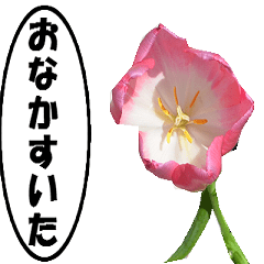 動く花-2、よく使う言葉