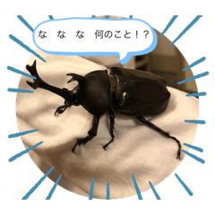 動物シリーズ1 by琉