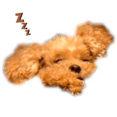 トイプードル❤️わさび