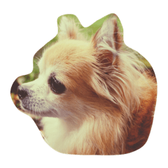 チワワのつぶやき