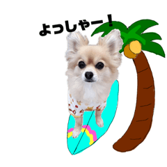 ポメチーみるくちゃん