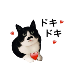 ヒゲ模様のチビたん パート2