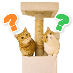 茶太郎ときなこ