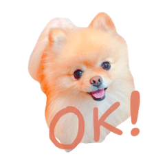 ポメラニアン好きのためのスタンプ