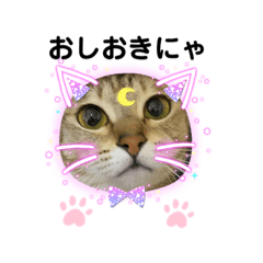 チロたま　日常