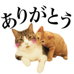 ゆずとらの日常