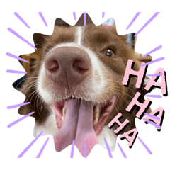 ボーダーコリーのモカ②