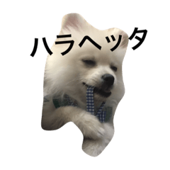 ポメラニアンのコパンくん