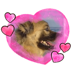 シュナピンのじん②