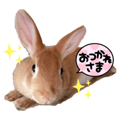 うさぎのおかきさん