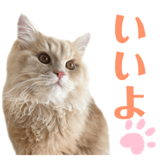 かわいい猫ちゃんスタンプ（ソイラテ）