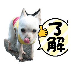 チワワのききちゃんだよ