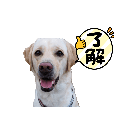 おしゃべりステラ