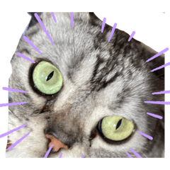 アメショのまるちゃんスタンプ②