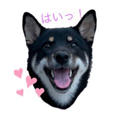 黒柴豆吉スタンプ