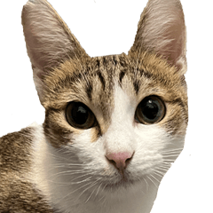 美少女猫ナタ・デ・ココ