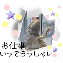 カメレオンと家の家族