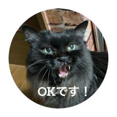 かわいい黒ねこダニエルちゃん