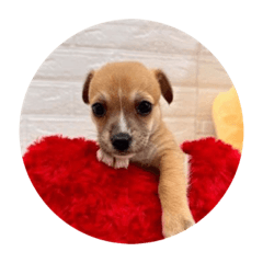 きなこちゃんとあんこちゃんのスタンプ