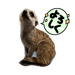 ミーアキャットベビー