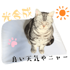 ゴンちゃんの日常❶