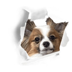 ちょっと小さなパピヨン•テヤン