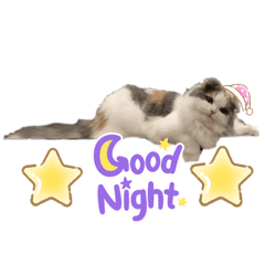 猫（スコティッシュ）可愛い♡♡♡