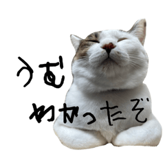 うちの3にゃんズ