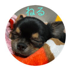 チワワのティファニーくん