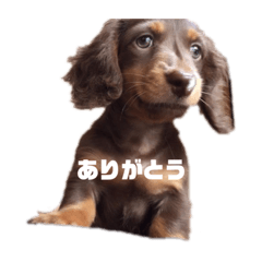 五郎丸シリーズ