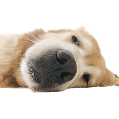 柴犬とゴールデン